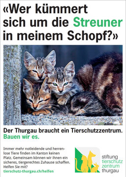 inserat streuner