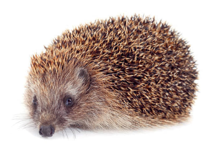 igel