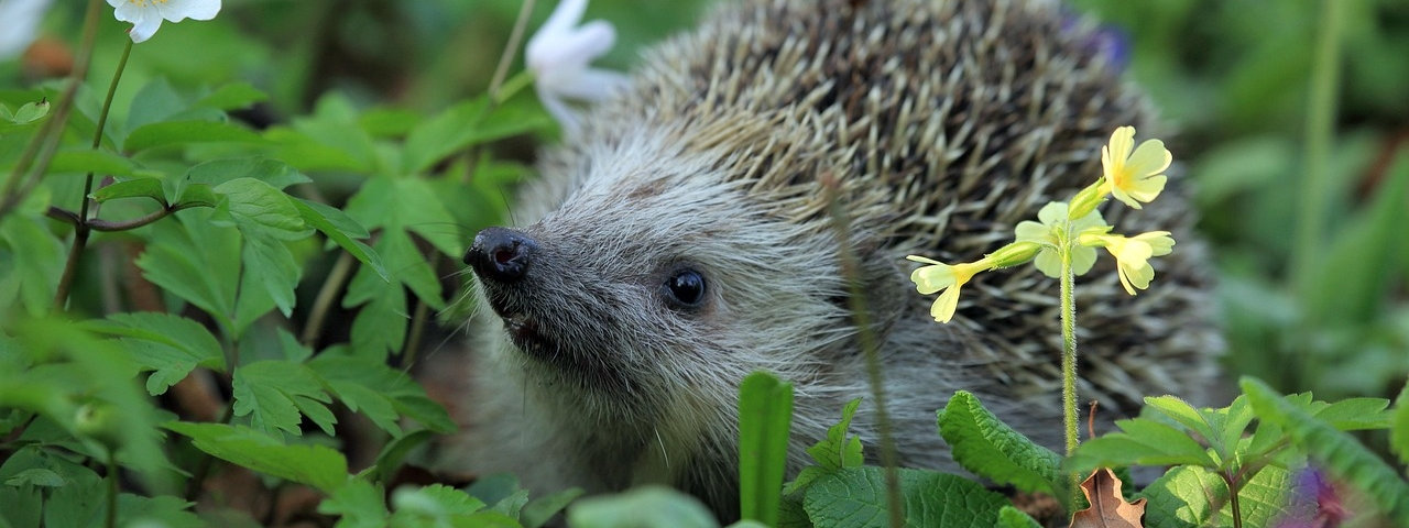 Igel (Image by Tomasz Proszek from Pixabay)